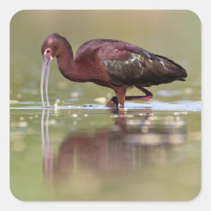 Ibis in den Teichen Quadratischer Aufkleber
