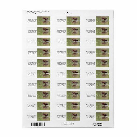 Ibis in die Teiche (Vorne)