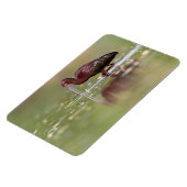 Ibis in die Teiche Magnet (Linke Seite)