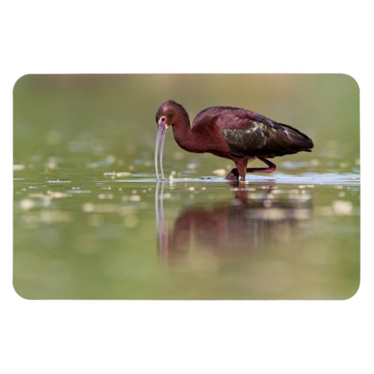 Ibis in die Teiche Magnet (Horizontal)