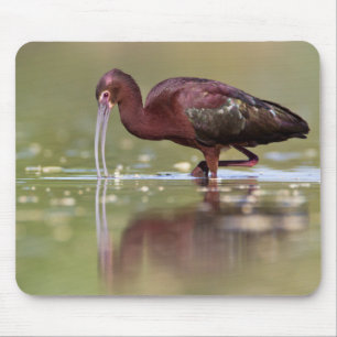 Ibis in die Teiche Mousepad