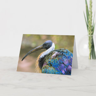 Ibis Karte