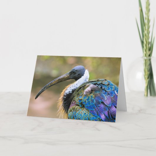 Ibis Karte (Vorderseite)