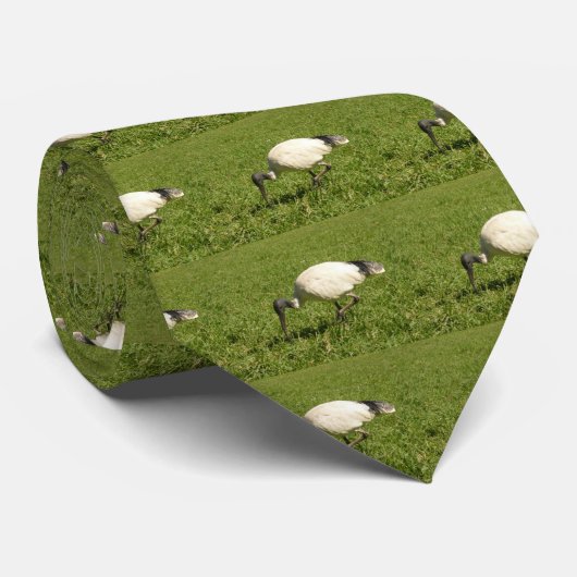 IBIS KRAWATTE (Gerollt)