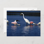 Ibis, Löffel, großes Ego, blauer Heron und Schnee Postkarte (Vorne/Hinten)