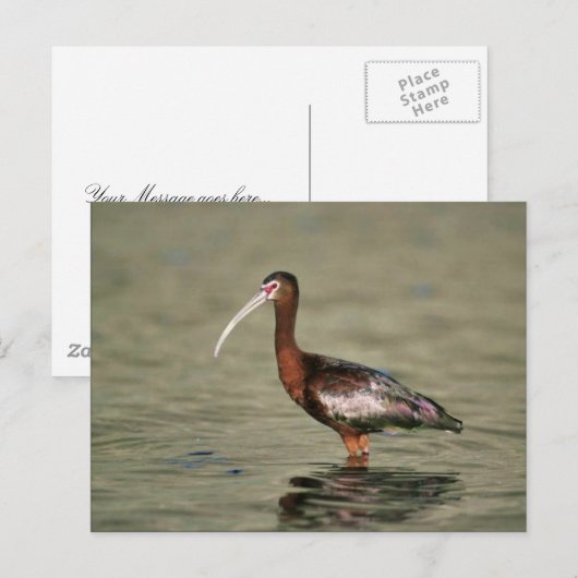 Ibis Postkarte (Vorne/Hinten)