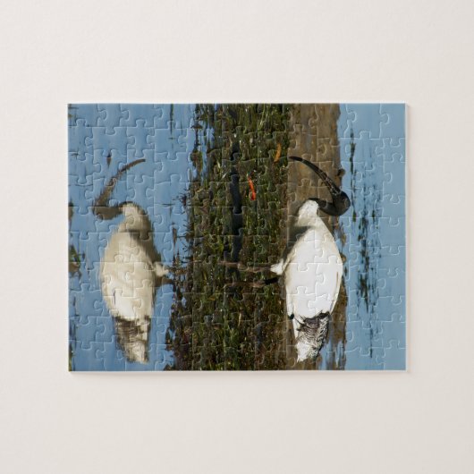 IBIS PUZZLE (Horizontal)