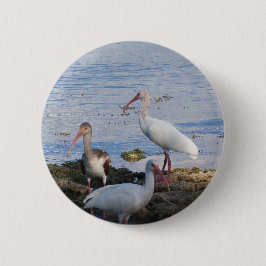 Ibis-Vögel am Ufer der Bucht von Florida Button