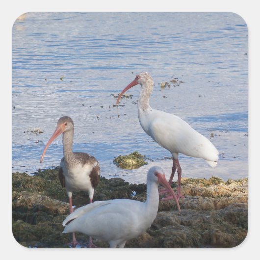 Ibis-Vögel am Ufer der Bucht von Florida Quadratischer Aufkleber (Vorderseite)