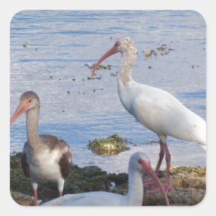 Ibis-Vögel am Ufer der Bucht von Florida Quadratischer Aufkleber