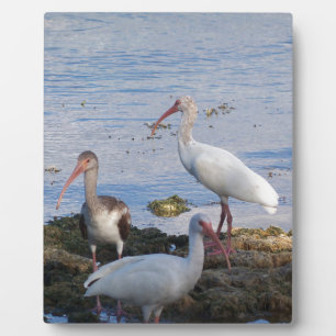 Ibis-Vögel am Ufer der Florida Bay Fotoplatte