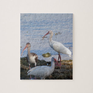 Ibis-Vögel am Ufer der Florida Bay Puzzle