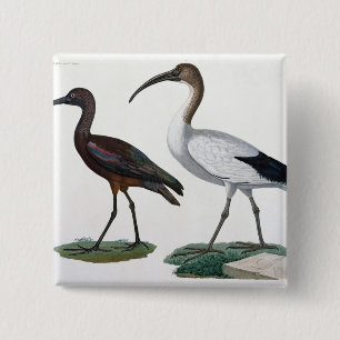 Ibises, "von der Beschreibung de L'Eypte", 1817 Button