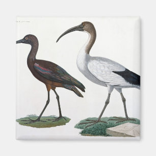 Ibises, "von der Beschreibung de L'Eypte", 1817 Magnet