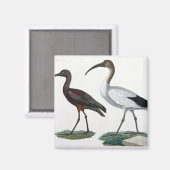 Ibises, von 'Description de l'Eypte', 1817 Magnet (Vorderseite/Rückseite)