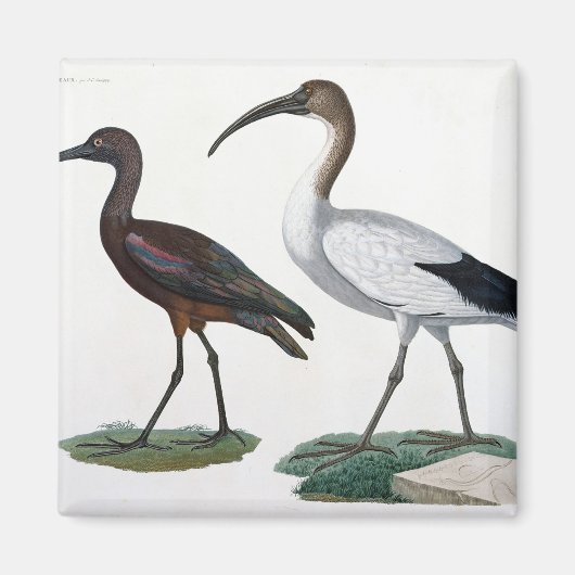 Ibises, von 'Description de l'Eypte', 1817 Magnet (Vorne)