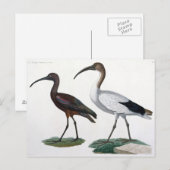 Ibises, von 'Description de l'Eypte', 1817 Postkarte (Vorne/Hinten)