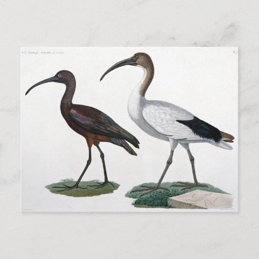 Ibises, von 'Description de l'Eypte', 1817 Postkarte (Vorderseite)