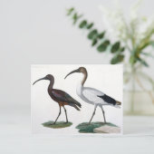 Ibises, von 'Description de l'Eypte', 1817 Postkarte (Stehend Vorderseite)