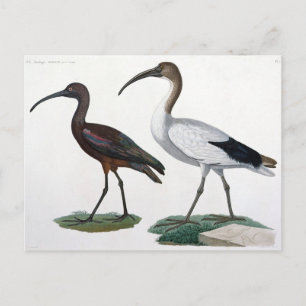 Ibises, von 'Description de l'Eypte', 1817 Postkarte