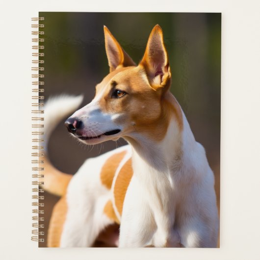 Ibiza-Hund Planer (Vorderseite)