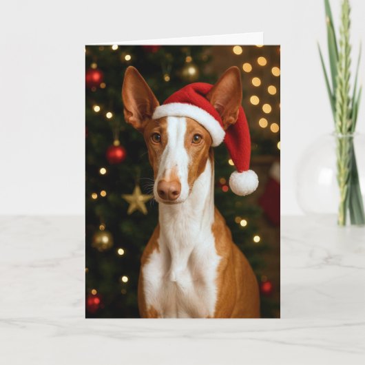 Ibiza-Podenco-Weihnachtskarte Feiertagskarte (Vorderseite)