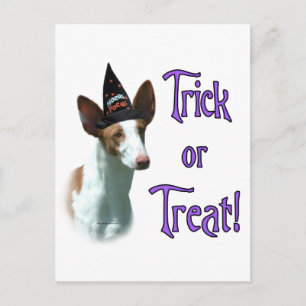 Ibizan Hound Trick Postkarte