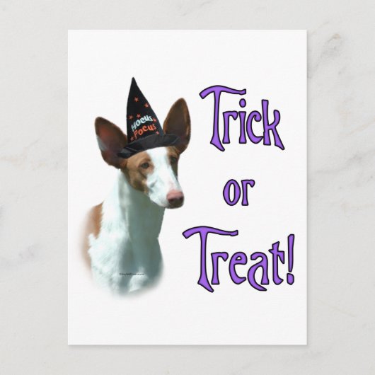 Ibizan Hound Trick Postkarte (Vorderseite)