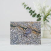 IBSP Jetty Spider Postkarte (Stehend Vorderseite)