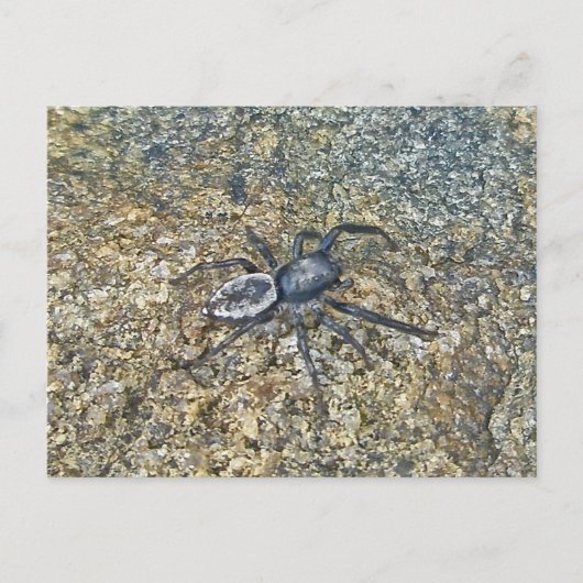 IBSP Jetty Spider Postkarte (Vorderseite)