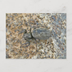 IBSP Jetty Spider Postkarte