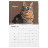 iCat Forever 2019 Kalender (Jan 2027)