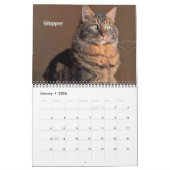 iCat Forever 2019 Kalender (Jan 2026)
