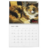 iCat Forever Contest Kalender (Mär 2026)