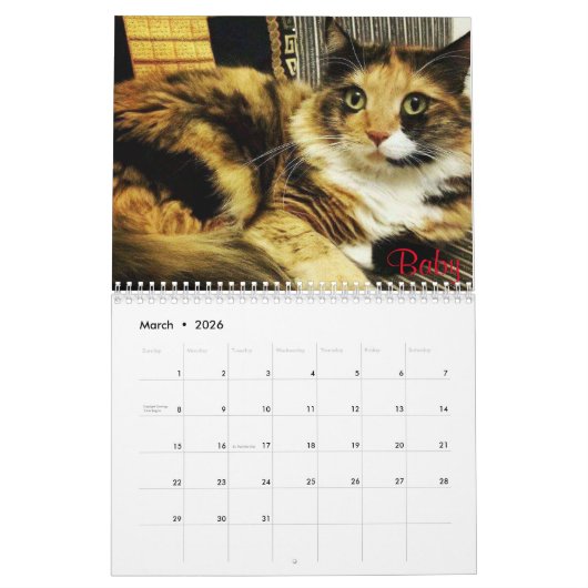 iCat Forever Contest Kalender (Mär 2026)