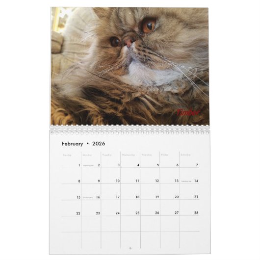 iCat Forever Contest Kalender (Feb 2026)