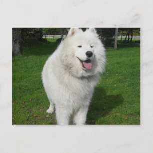 Ice Bears. Postkarte