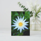 Iceblue Wasserlilie Postkarte (Stehend Vorderseite)