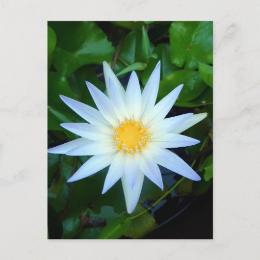 Iceblue Wasserlilie Postkarte (Vorderseite)