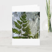 Iced Ferns, Karte (Vorderseite)
