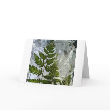 Iced Ferns,