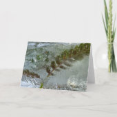 Iced Ferns, Karte (Vorderseite)
