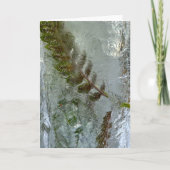 Iced Ferns, Karte (Vorderseite)