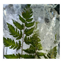 Iced Ferns,