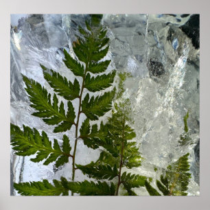 Iced Ferns, Poster