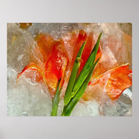 Iced Gladioli Poster (Vorne)