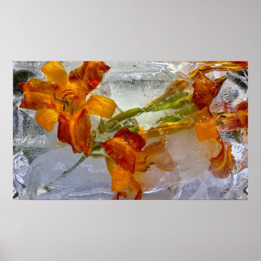 Iced Lilies, Poster (Vorne)