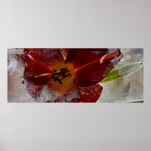 Iced Lily, Poster (Vorne)