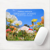 Iceland Poppy Mousepad (Mit Mouse)