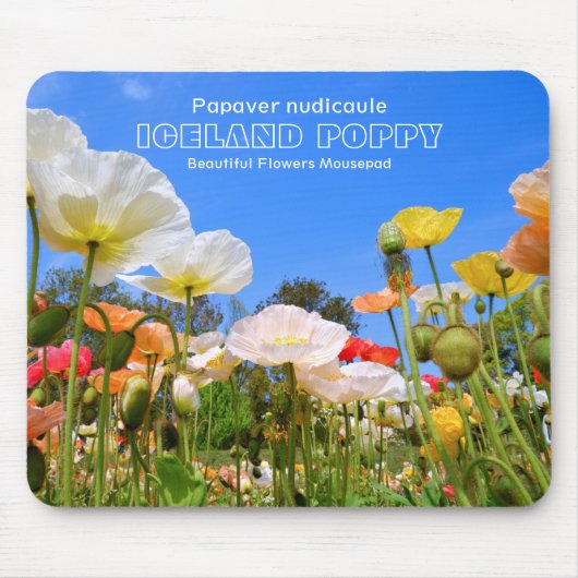 Iceland Poppy Mousepad (Vorne)